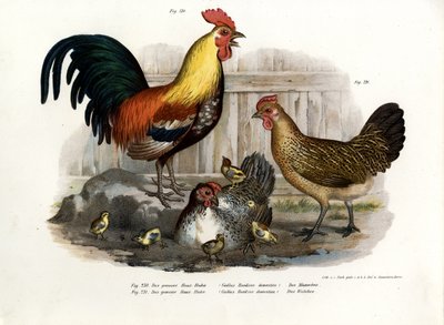 Domestic Fowl by German School